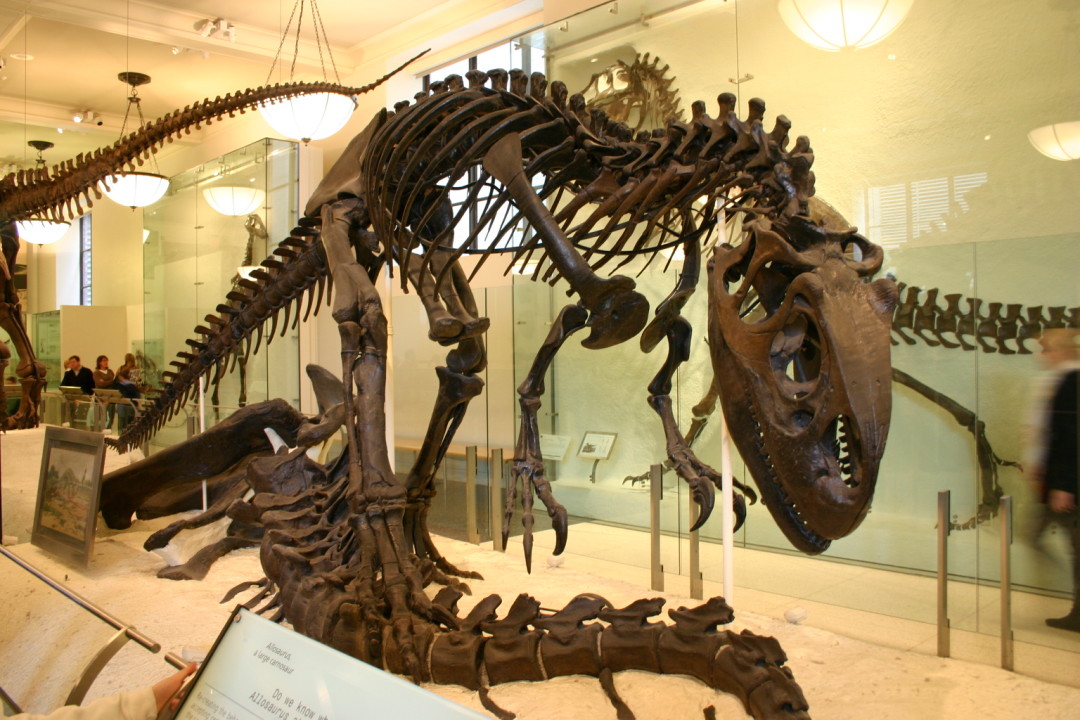 Скелет аллозавра