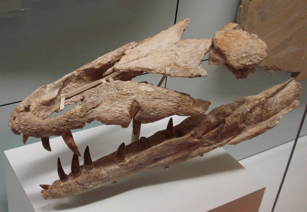 Dakosaurus maximus skull