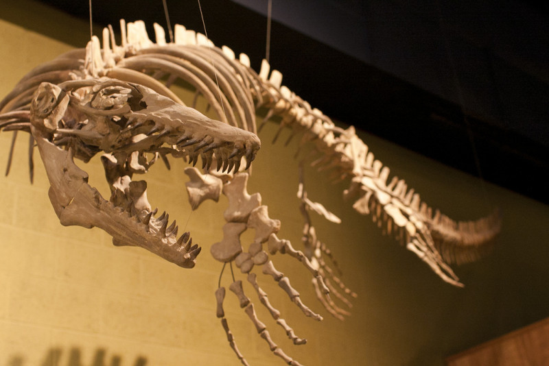 Mosasaur skeleton