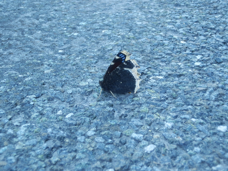 Butterfly, on the road between Sisert and Polevskoy