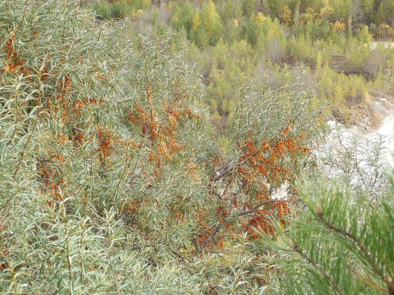 Seabuckthorn on the hill near Cheremshanka village