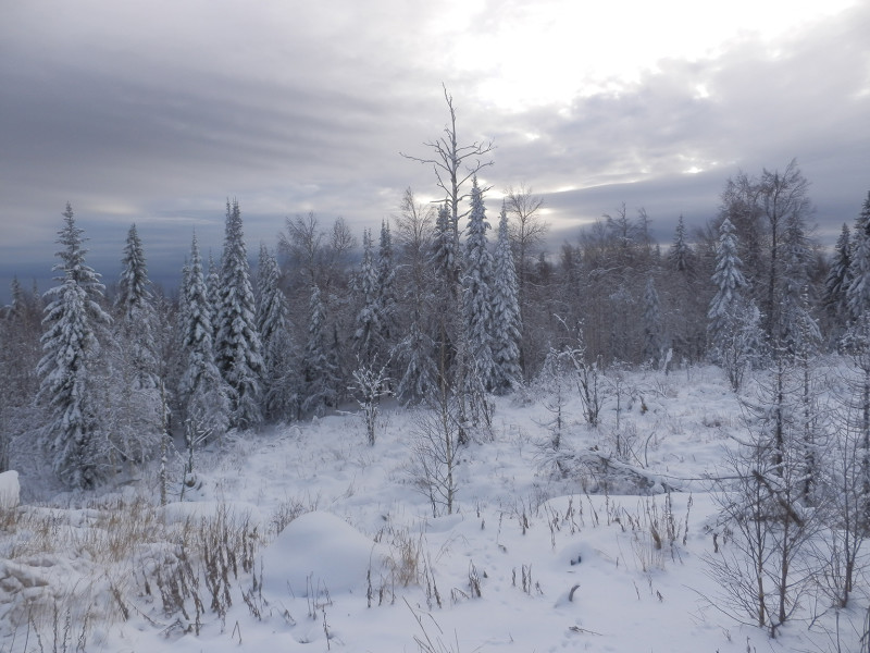 Western forest on top of Shunuth