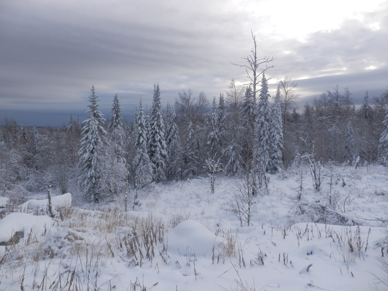 Western forest on top of Shunuth