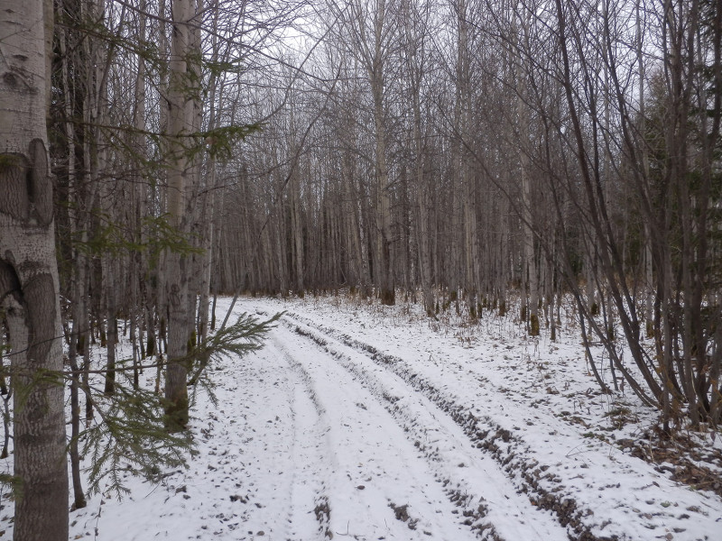 Aspen wood on the way to Shunuth