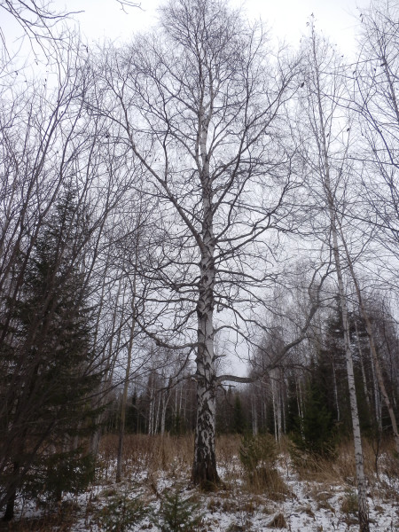 Birch on the way to Shunuth