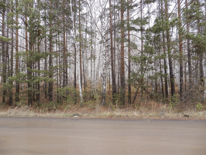 Birch forest on the way to Itkul lake