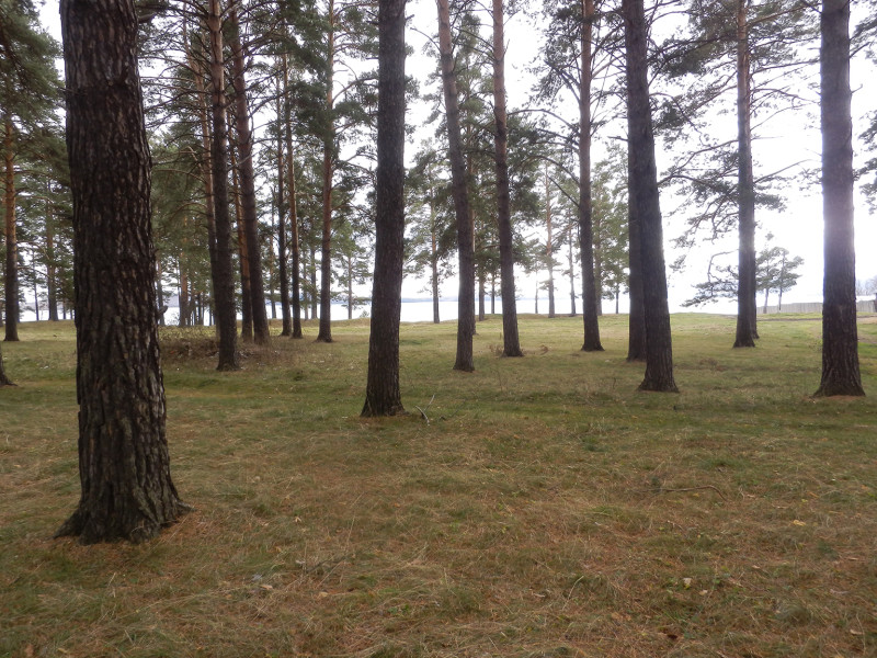 Itkul lake between pines in Dautovo village