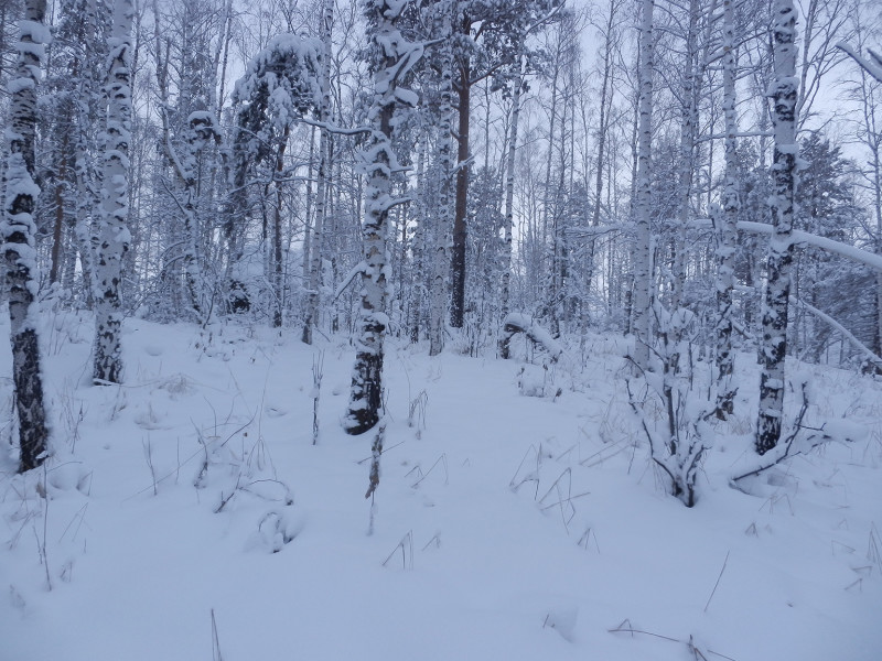 Birch forest on the peak of mountain