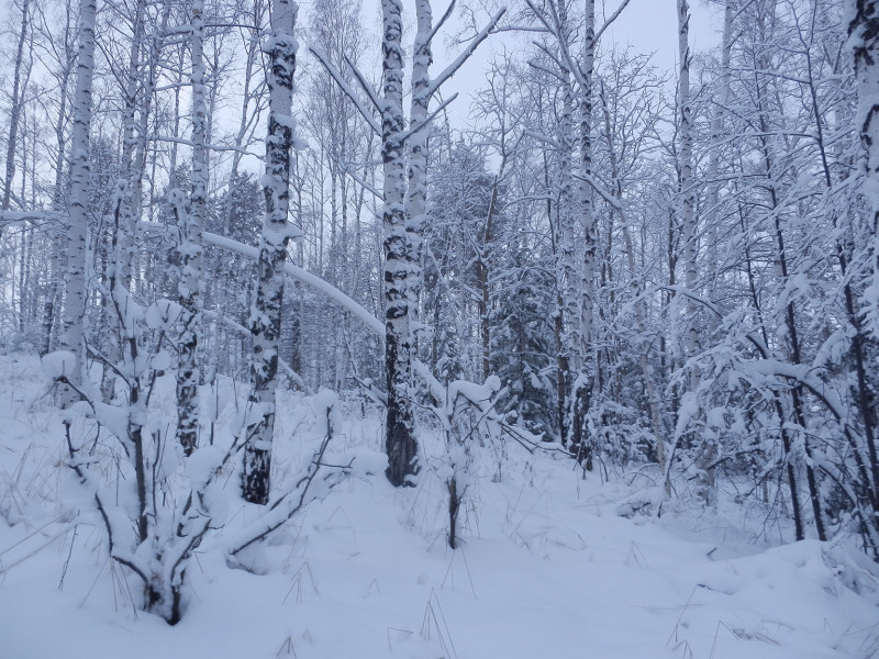 Birch forest on the peak of mountain