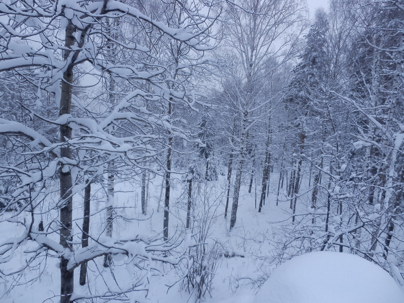 Forest on the peak of mountain