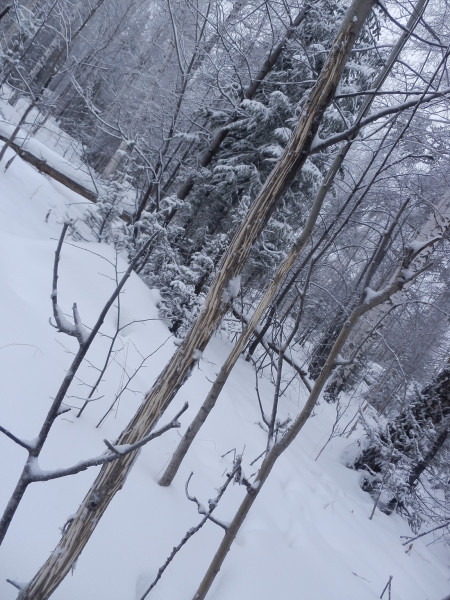 Raged aspen on the way to top of Berezovaya mountain