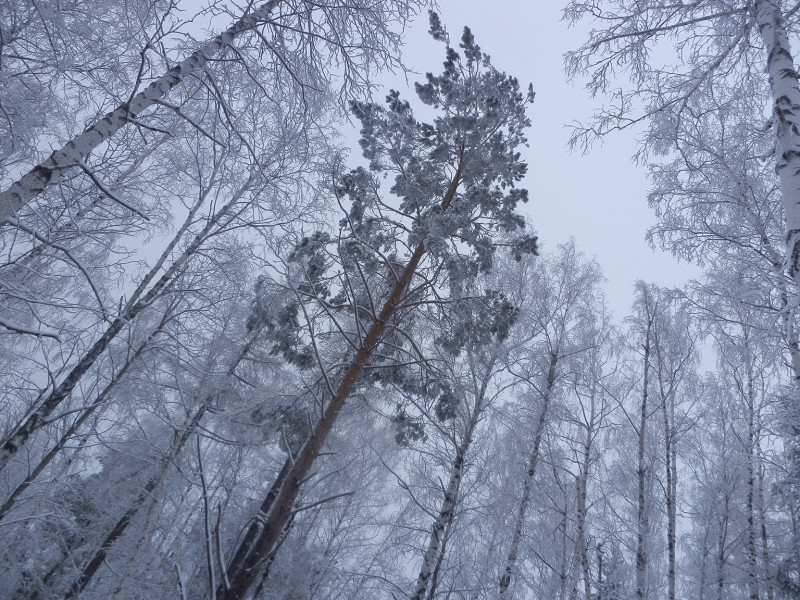 Pine on top of Berezovaya mountain