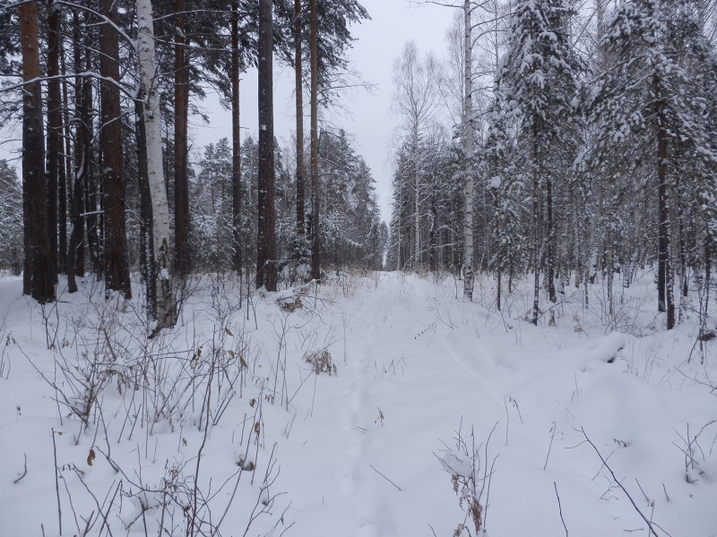 Дорога в лесу около Зюзелки