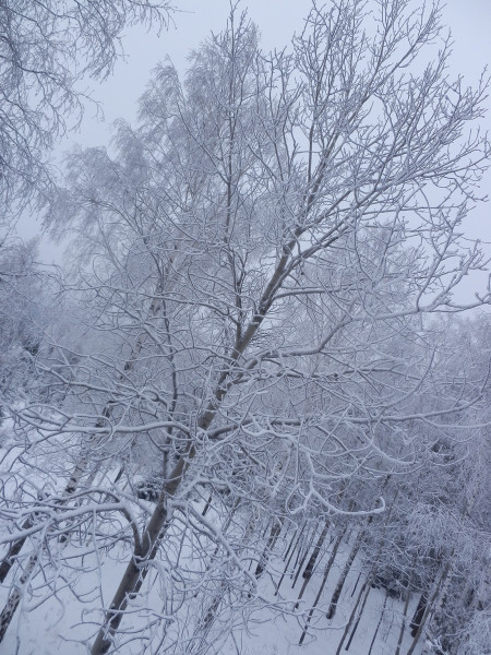 Aspen on top of Berezovaya mountain