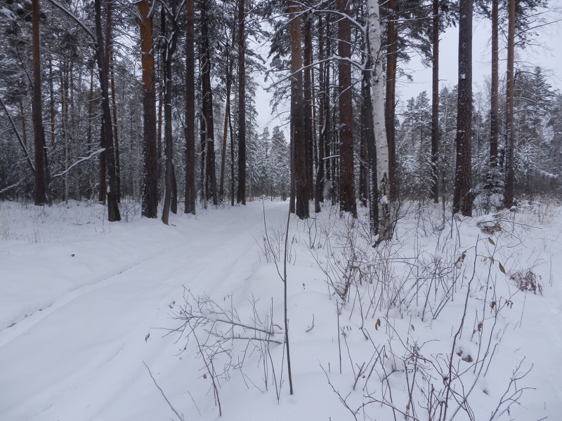 Forest road near Zuzelka