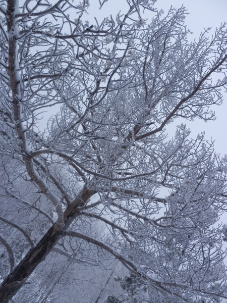 Old pine on top of mountain