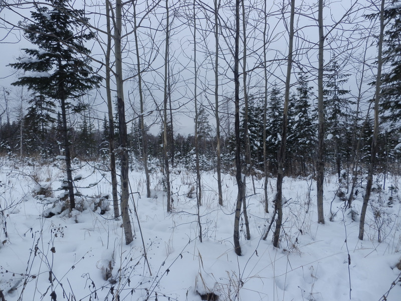 Aspen bark, raged by elks, deers or roes