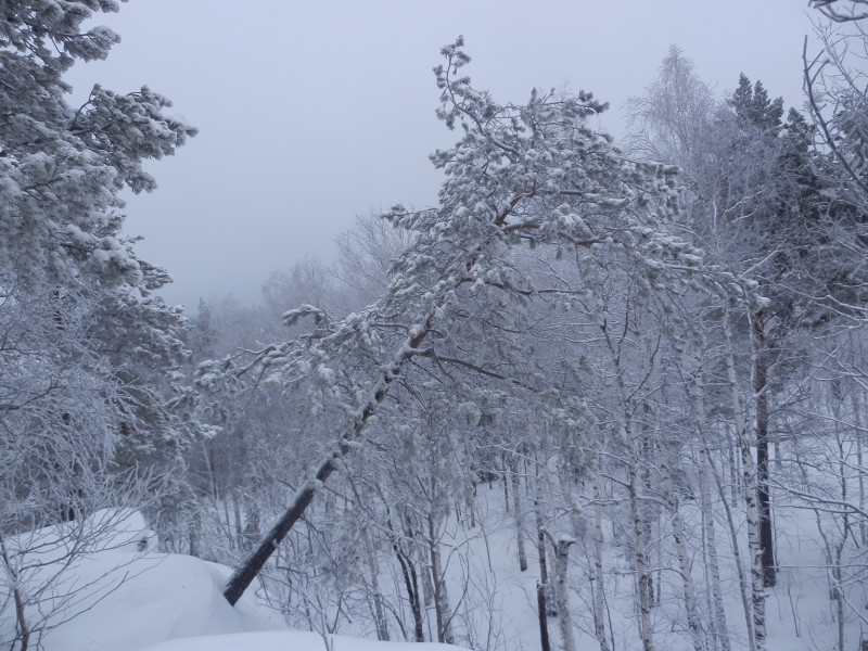 Tilted tree on top of Berezovaya mountain