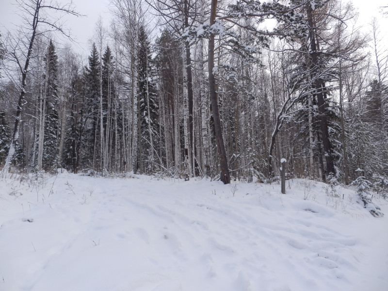 Forest road to Berezovaya mountain