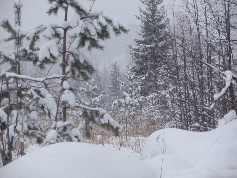 Forest on the side of road to Berezovaya mountain