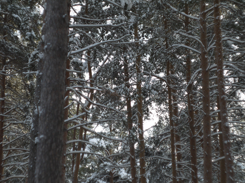 Helios 44M-7 photo lens testing, positional chromatic aberrations ( branches and trunks of trees in a weather without wind )