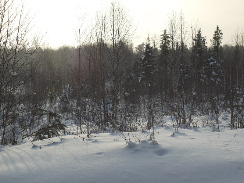 Forest near road to Shunuth