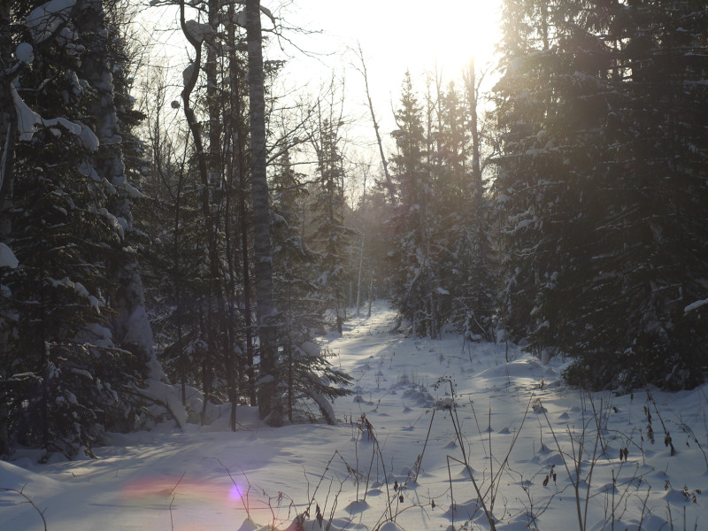 Frost and Sun, the day is beautiful ...