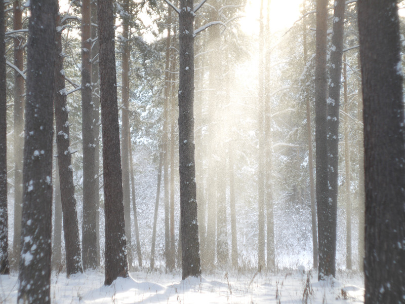 Helios 44M-7 photo lens testing, Sun close to the border of frame