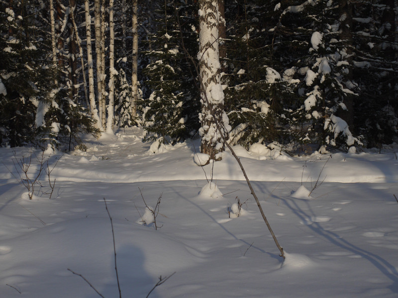 Forest near road to Shunuth