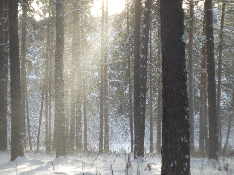 Helios 44M-7 photo lens testing, Sun close to the border of frame