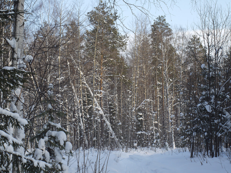 Forest near road to Shunuth