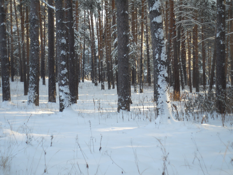 Mir-1V photo lens testing, light, Sun is further from border of frame ( there are no lens flares )