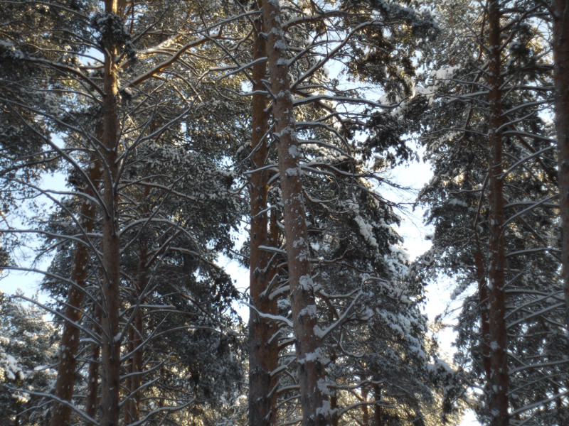 Mir-1V photo lens testing, chromatic aberrations, longitudinal ( trees branches and trunks without wind )