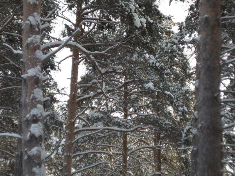 Helios 44M-7 photo lens testing, positional chromatic aberrations ( branches and trunks of trees in a weather without wind )