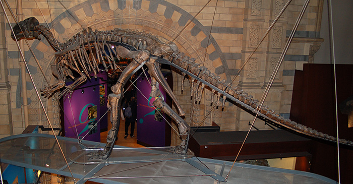 Iguanodon skeleton