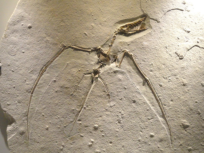 Rhamphorhynchus skeleton