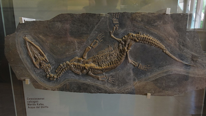 Скелет церезиозавра