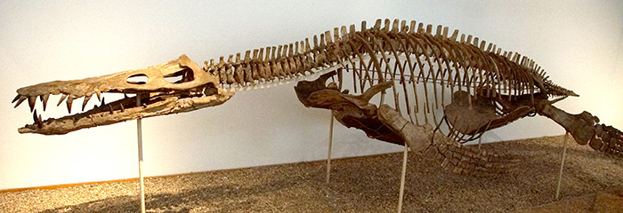 Liopleurodon plesiosaurus skeleton