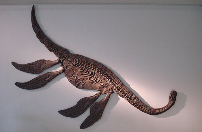 Seeleyosaurus skeleton