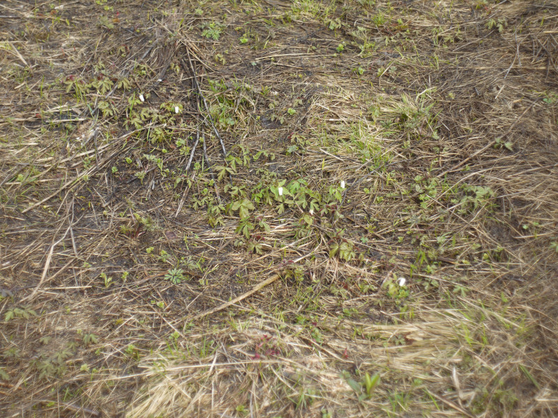 Flowers on the field near Large Lavrovka village