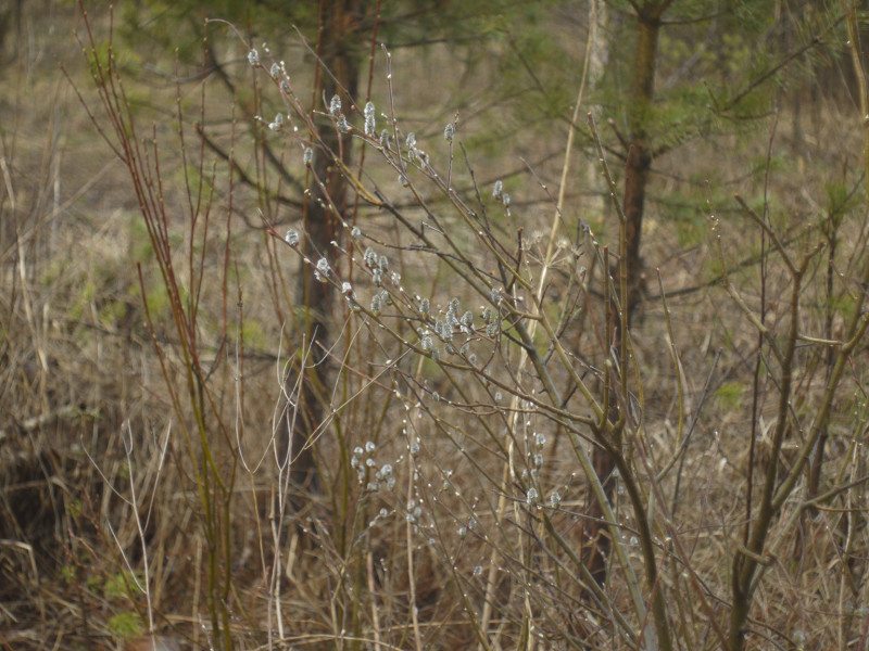 Iced buds near road to Large Lavrovka