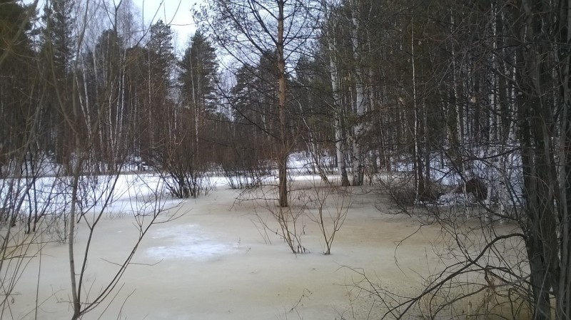Затопленная область в лесу