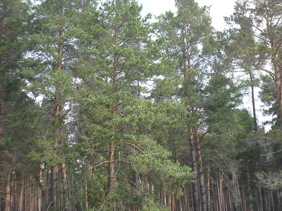 Positional chromatic aberrations testing : branches and trunks of trees with sky in background and small exposure - M39 photo lens Industar 69 testing on Micro 4/3 matrix