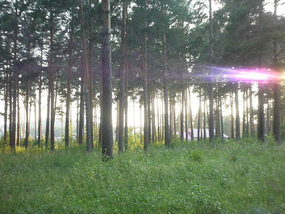 Positional chromatic aberrations testing : branches and trunks of trees with sky in background and small exposure + colorful strip example, when Sun is close to border of frame - M39 photo lens Industar 69 testing on Micro 4/3 matrix