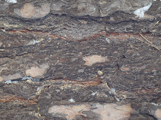 Pine tree bark texture 7_16_1_22 ( free, with source )